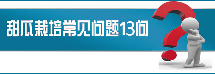 蔬菜種子栽培技術(shù)-<strong><font color='#006428'>甜瓜栽培常見問題13問？</font></strong>