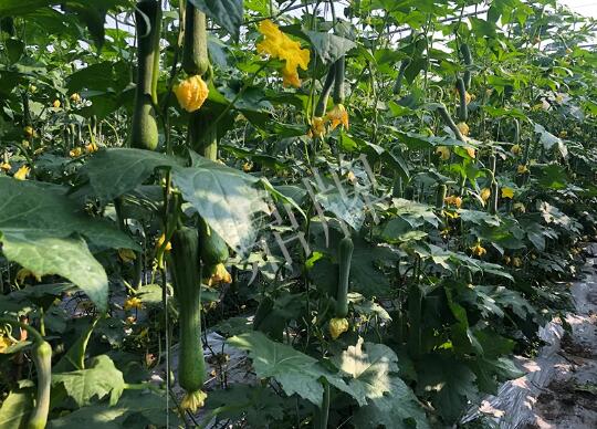 蔬菜種子種植戶客戶點評-種植“優(yōu)比1號”差的用戶，差到什么樣子？