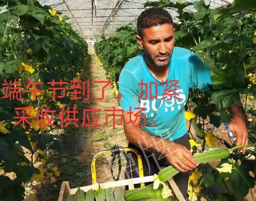 蔬菜種子種植戶客戶點評-羨慕！每公斤24元，“優(yōu)比1號”在法國的表現(xiàn)…