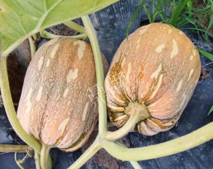 蔬菜種子種植戶客戶點評-“押寶”押對了，押對這個品種賺了2倍錢！