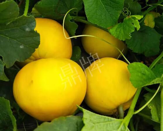 蔬菜種子種植戶客戶點評-純賺50萬，我這個“張大膽”榮光了一把！