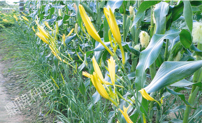 栽后第一年度，可實(shí)行套栽