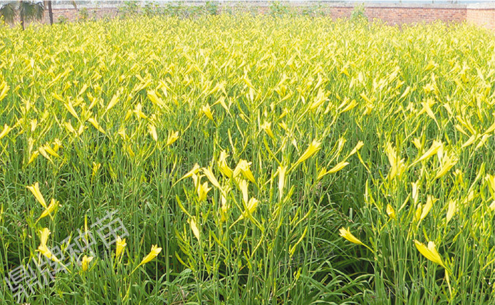 栽后第二年度，進(jìn)入豐產(chǎn)期