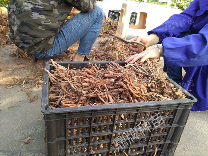 修剪后裝箱，準(zhǔn)備為客戶(hù)發(fā)貨的種苗