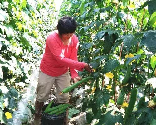 優(yōu)秀絲瓜作品展播，請(qǐng)為菜農(nóng)劉健平夫婦點(diǎn)贊