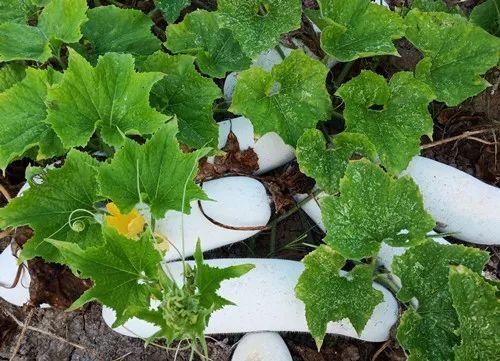 您種植過(guò)“堆堆瓜”嗎？看一看，地上全是瓜！一睹芳容