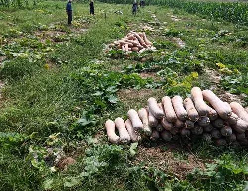 種南瓜竟然種出“麻煩”了，瓜販搶購(gòu)，電視臺(tái)記者也趕來(lái)了