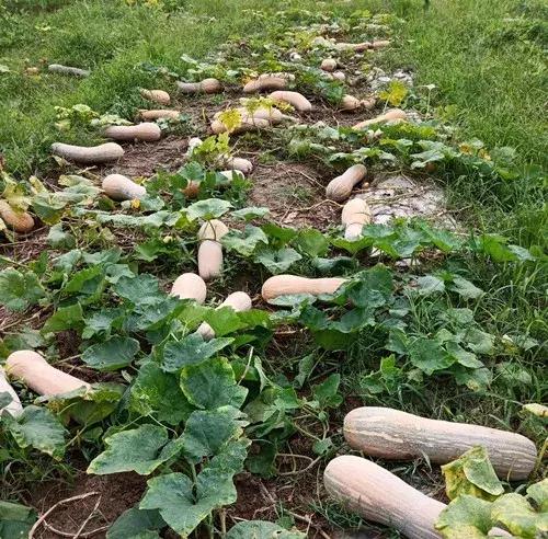 種南瓜竟然種出“麻煩”了，瓜販搶購(gòu)，電視臺(tái)記者也趕來(lái)了