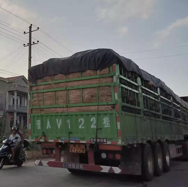 種南瓜竟然種出“麻煩”了，瓜販搶購(gòu)，電視臺(tái)記者也趕來(lái)了