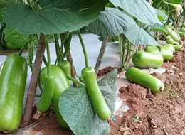 蔬菜種子種植戶客戶點評-浙江菜農(nóng)種植的鼎牌瓠瓜喜獲豐收，又賣上了好價錢!