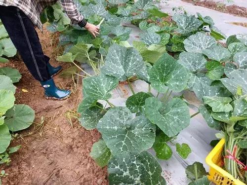 菜農(nóng)種植無需噴農(nóng)藥的蔬菜，不僅栽培簡單、而且效益高