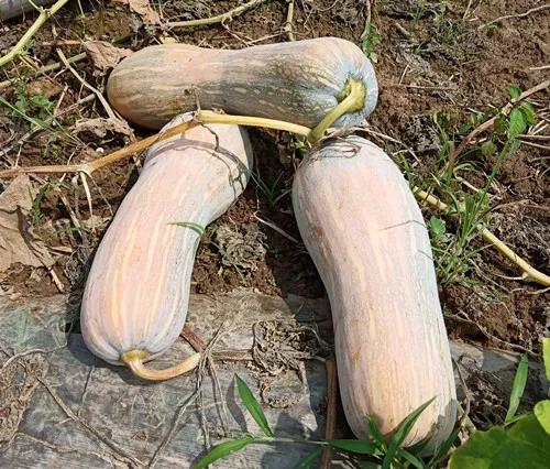 蔬菜種子栽培技術(shù)-“健美蜜本”南瓜7問？