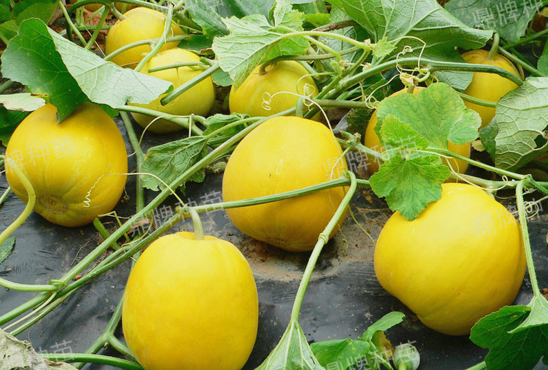 就這4個(gè)薄皮甜瓜，畝產(chǎn)萬斤很輕松，瓜果菜農(nóng)搶著種植