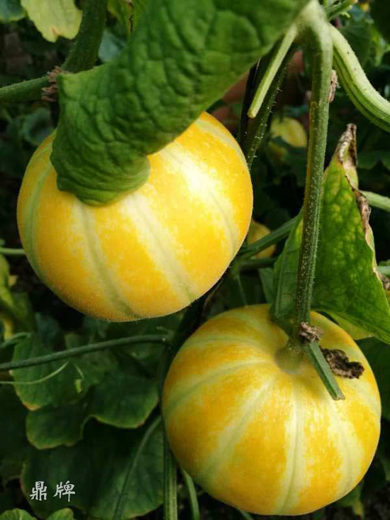 就這4個(gè)薄皮甜瓜，畝產(chǎn)萬斤很輕松，瓜果菜農(nóng)搶著種植