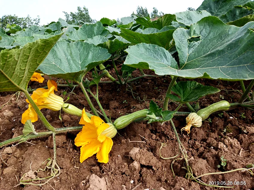 3元1斤的健美蜜本南瓜快成熟了，緬甸種植戶發(fā)來圖片與視頻