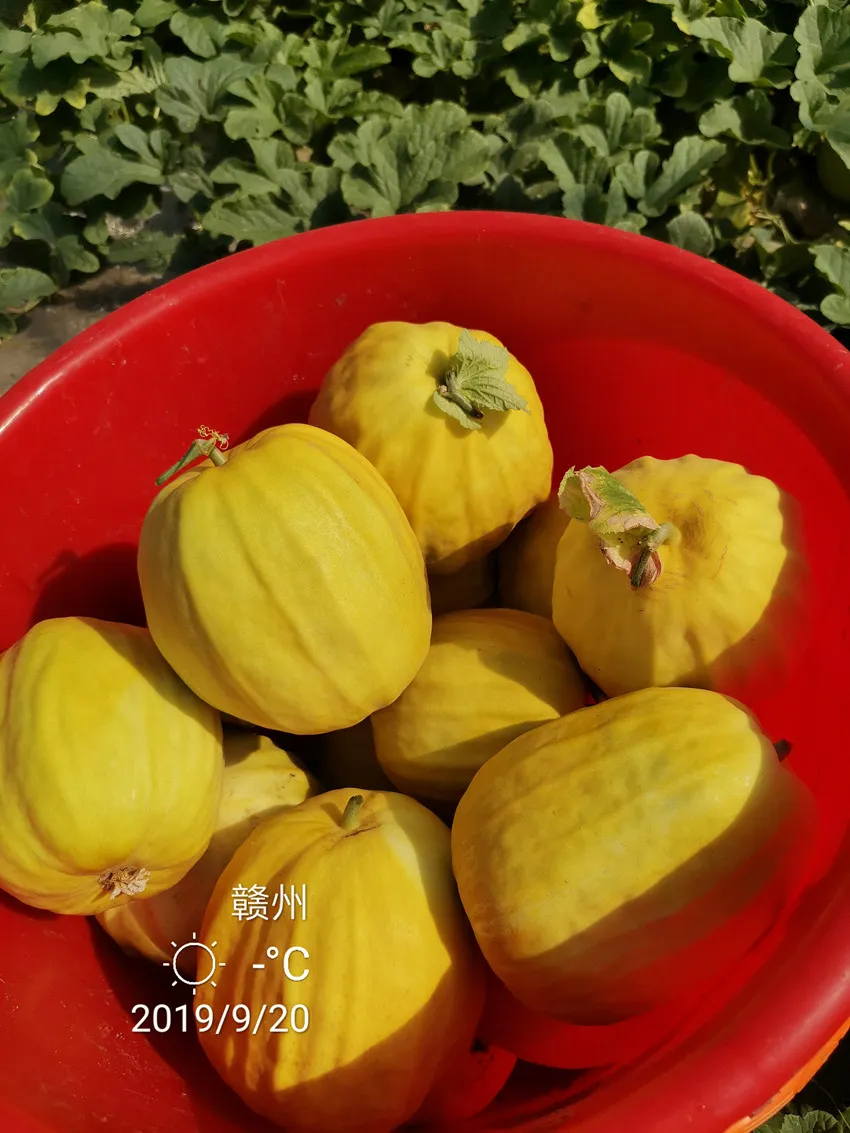 高溫季節(jié)種植甜瓜，什么品種最好？這個(gè)品種是秋季上市的專(zhuān)用品種
