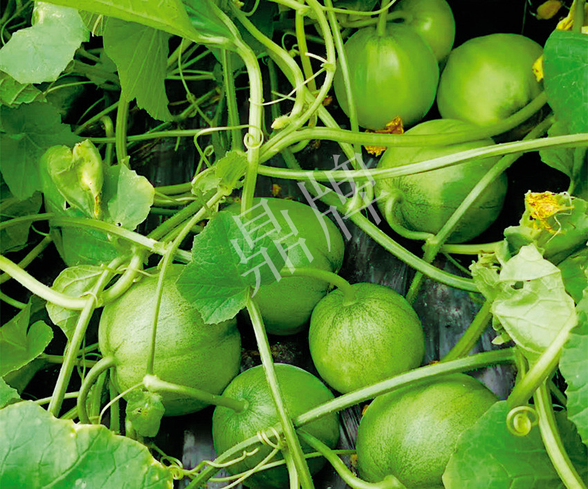 7元一斤還遭瘋搶，畝收益超2萬元！到底什么甜瓜能這么牛？