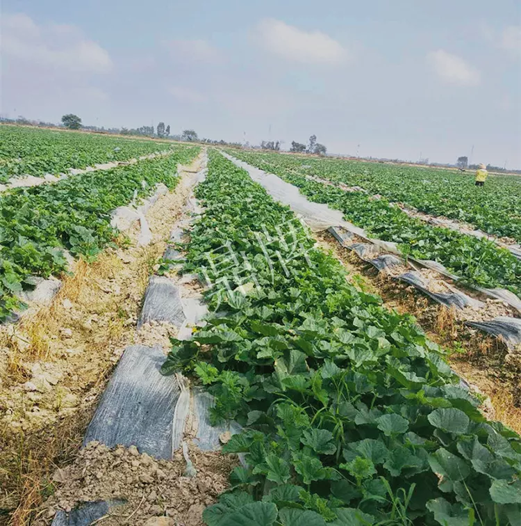 7元一斤還遭瘋搶，畝收益超2萬元！到底什么甜瓜能這么牛？