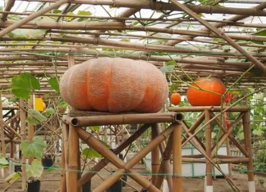 知道最甜最面的南瓜品種嗎？盤點十種有營養(yǎng)的甜面南瓜...