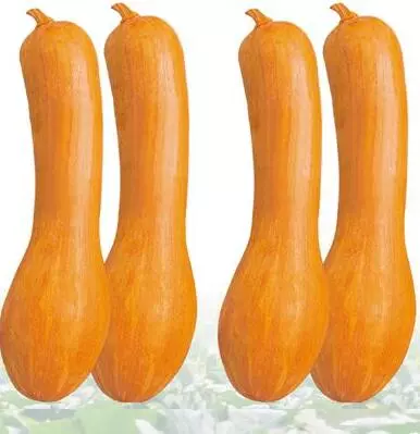 知道最甜最面的南瓜品種嗎？盤點十種有營養(yǎng)的甜面南瓜...