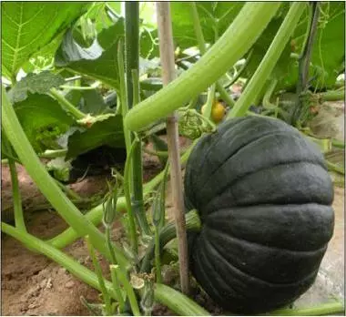 知道最甜最面的南瓜品種嗎？盤點十種有營養(yǎng)的甜面南瓜...