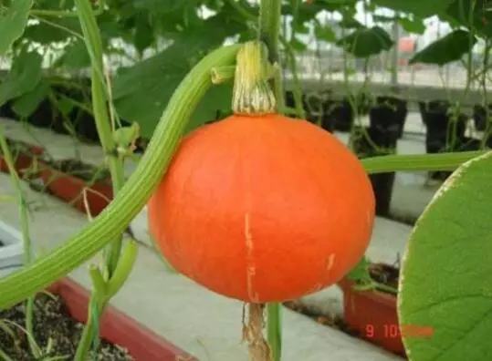 知道最甜最面的南瓜品種嗎？盤點十種有營養(yǎng)的甜面南瓜...