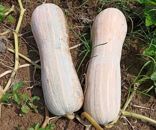 生吃都好吃南瓜新品種，沒(méi)有大肚子，肉質(zhì)更密致，農(nóng)戶試種下