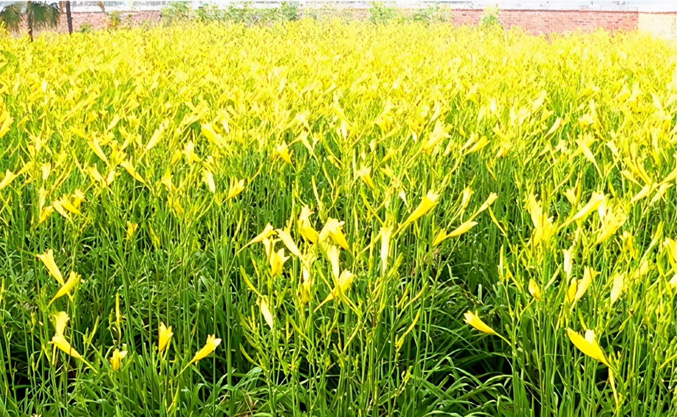 一斤接近20塊，原來它才是最火的國民蔬菜！全國都適種