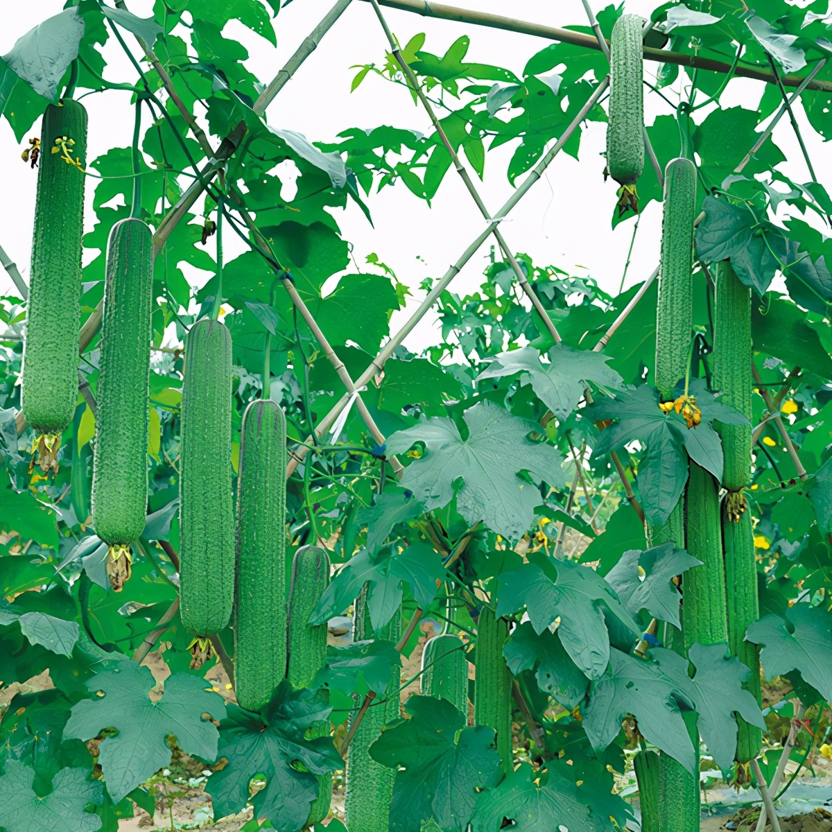 這個絲瓜畝產(chǎn)可達8000公斤，菜農(nóng)2021年致富的絲瓜品種