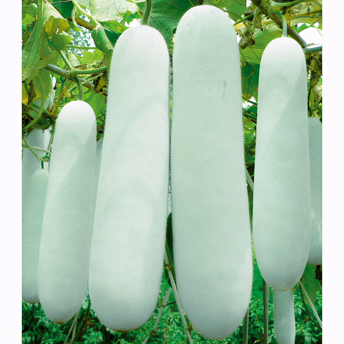 這個(gè)冬瓜品種放1年不壞，口感脆甜，多年科研就為打造這1個(gè)爆品