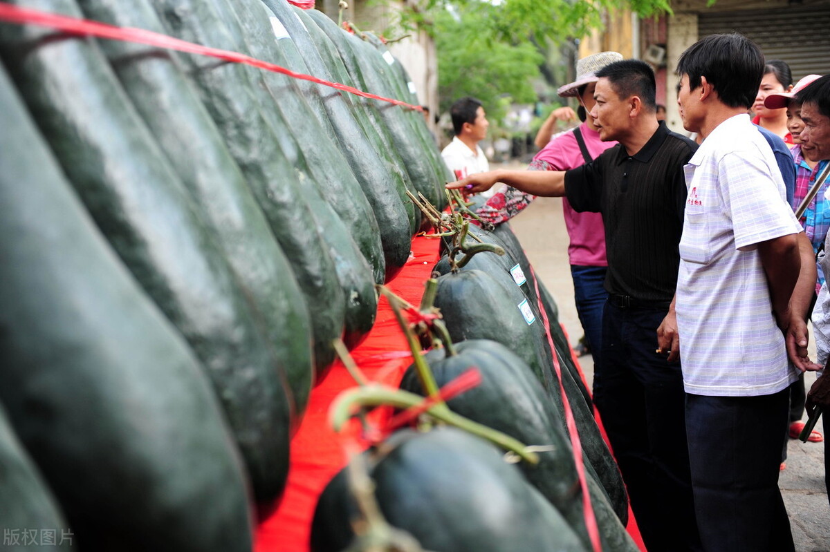 這個(gè)冬瓜品種放1年不壞，口感脆甜，多年科研就為打造這1個(gè)爆品
