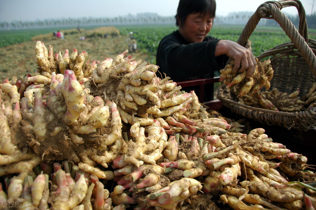 時(shí)隔三年，向錢蔥、姜你軍又來(lái)了，心動(dòng)了嗎？來(lái)年你會(huì)換品種嗎？