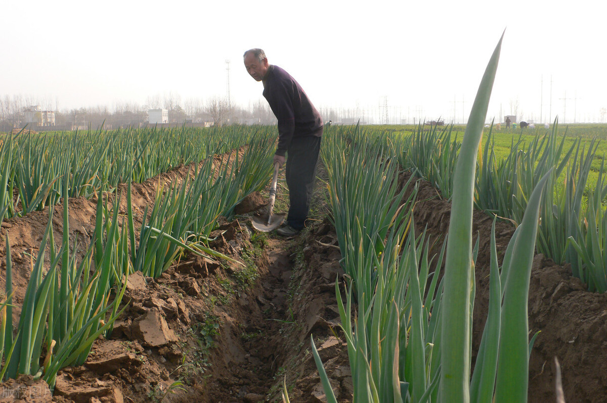 時(shí)隔三年，向錢蔥、姜你軍又來(lái)了，心動(dòng)了嗎？來(lái)年你會(huì)換品種嗎？