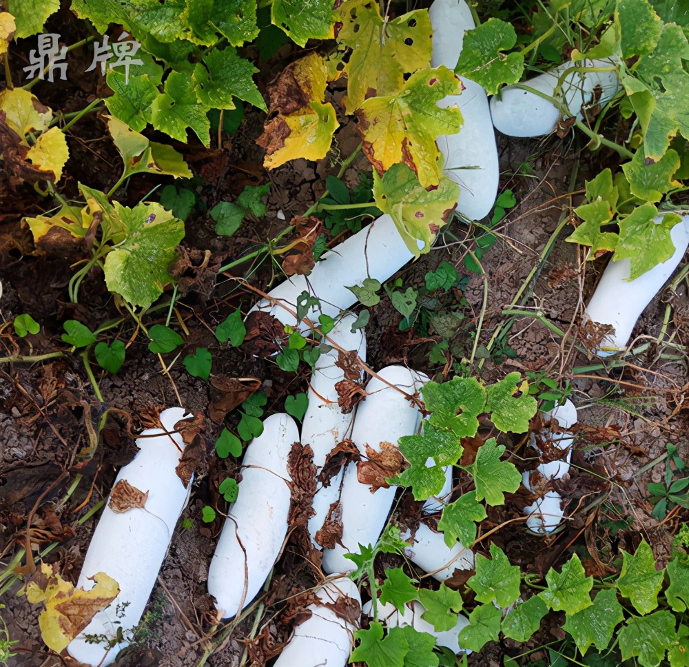 畝產(chǎn)值可達3萬元的冬瓜終上市，21年科研沉淀成就它