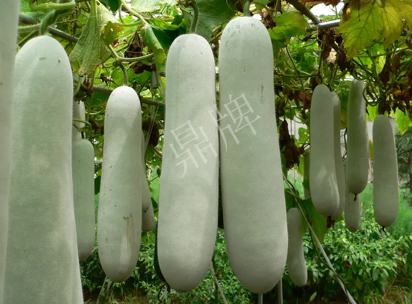 這個品種太優(yōu)秀了！耐儲耐運，適合大面積種植，菜農(nóng)瓜販都喜歡