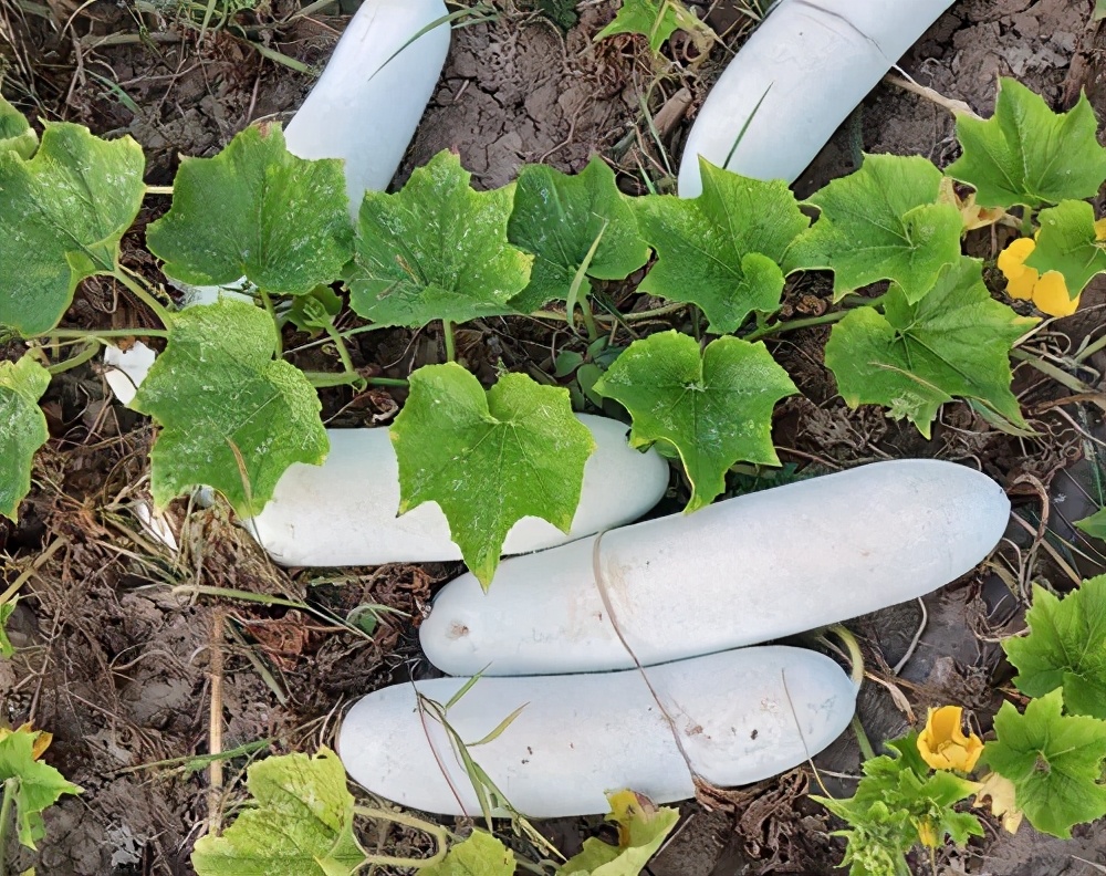 這個品種太優(yōu)秀了！耐儲耐運，適合大面積種植，菜農(nóng)瓜販都喜歡