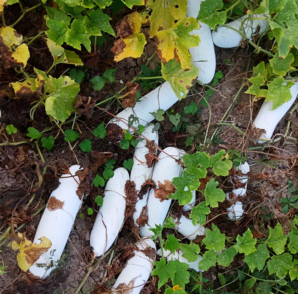 這個品種太優(yōu)秀了！耐儲耐運，適合大面積種植，菜農(nóng)瓜販都喜歡