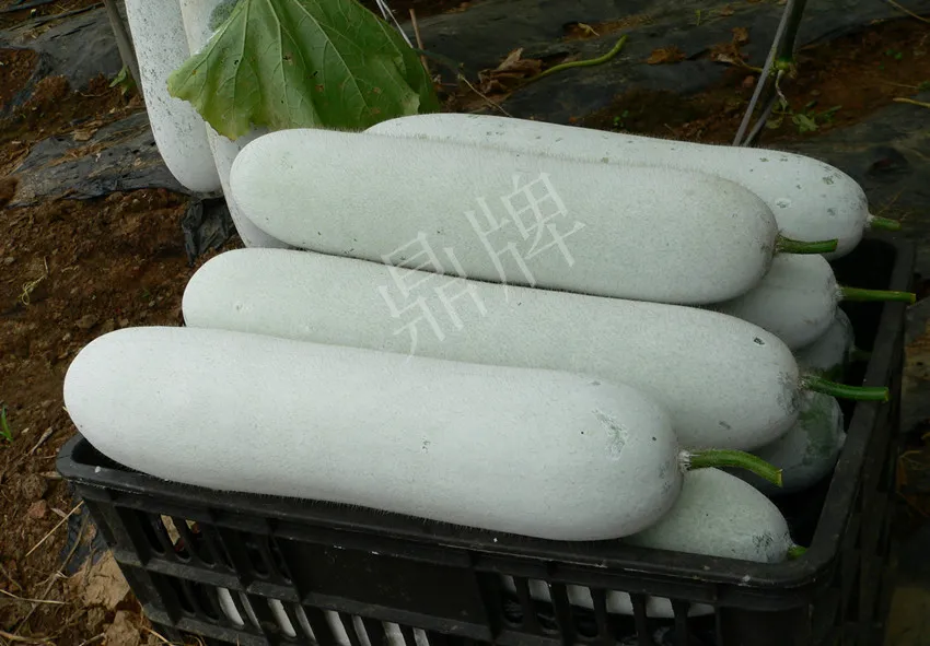 這個品種太優(yōu)秀了！耐儲耐運，適合大面積種植，菜農(nóng)瓜販都喜歡