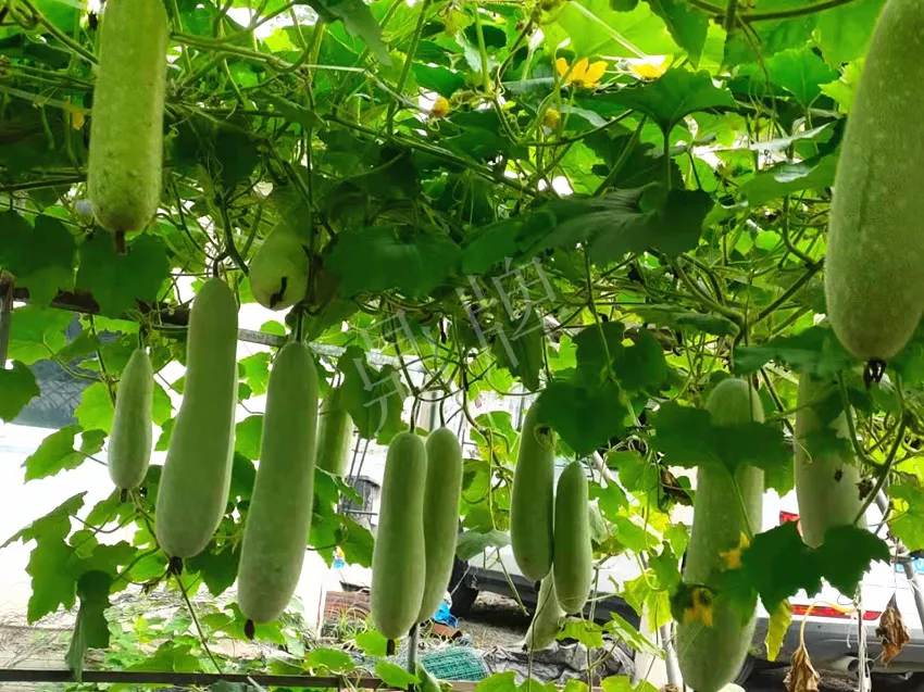 什么品種的冬瓜按個買？價格是同期黑皮冬瓜五倍