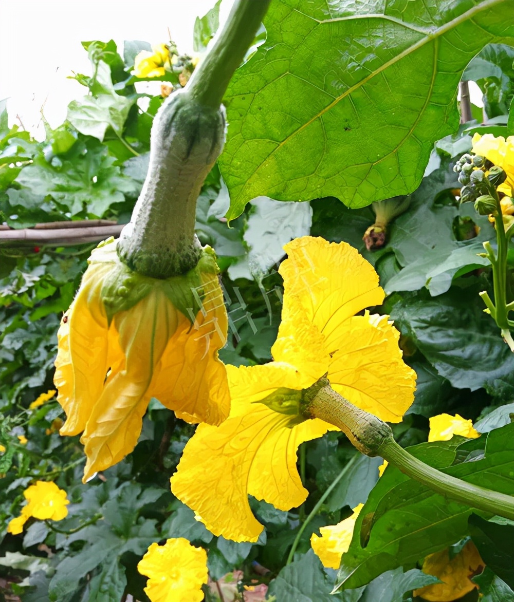 臺(tái)州的曾方明試種新品種，畝收入超過6萬(wàn)元