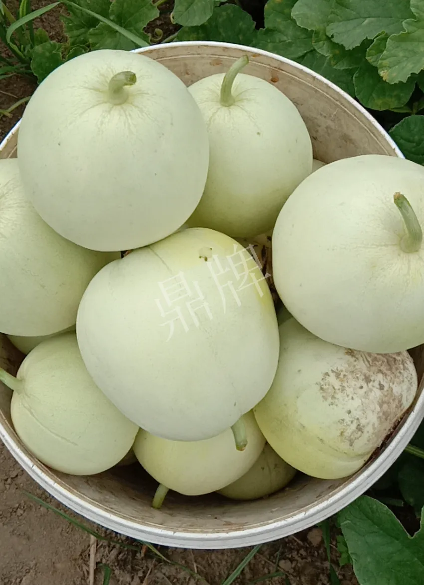 其他品種的甜瓜2塊1斤都賣不動，我的玉奶香2號甜瓜2塊5直接搶