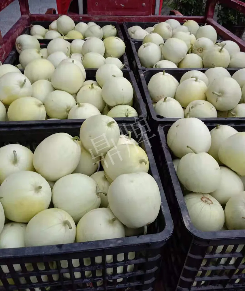 其他品種的甜瓜2塊1斤都賣不動，我的玉奶香2號甜瓜2塊5直接搶