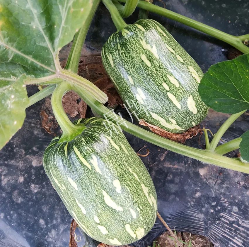 襄陽(yáng)農(nóng)民“押寶”押對(duì)了，這個(gè)品種幫他賺了2倍錢