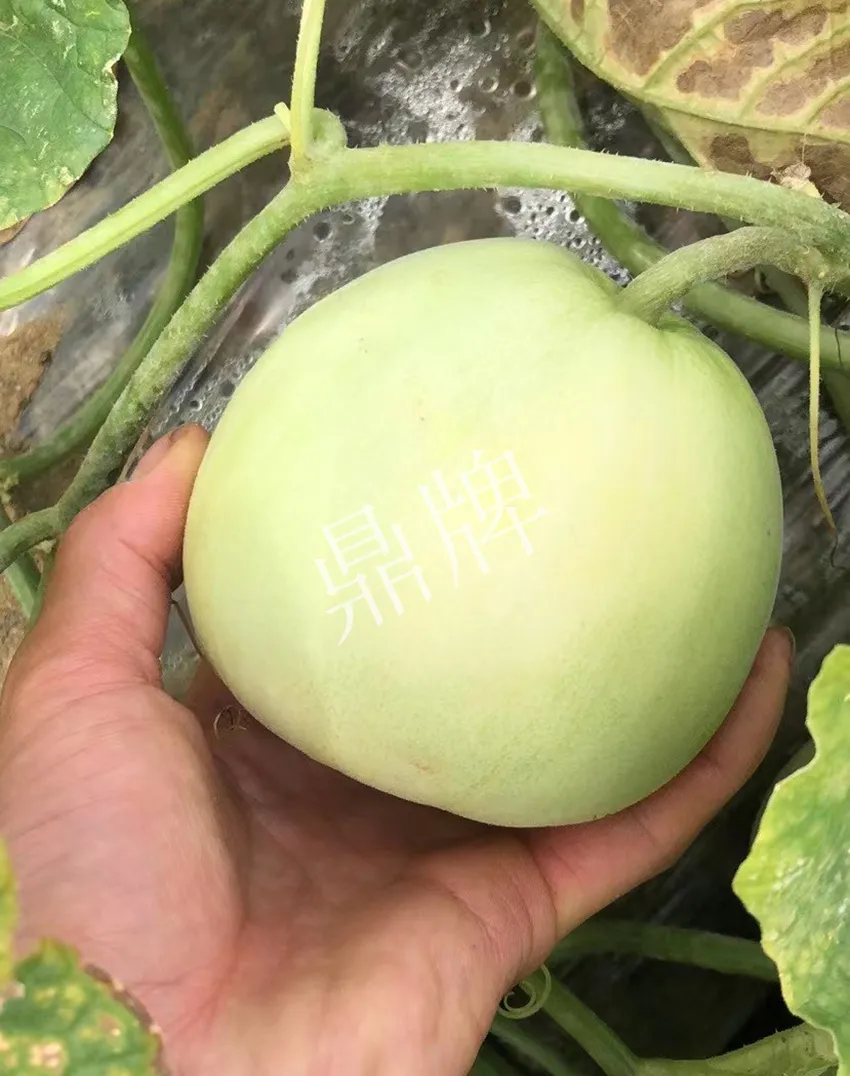 郴州農(nóng)戶種植新品種，果實又香又甜，很好賣