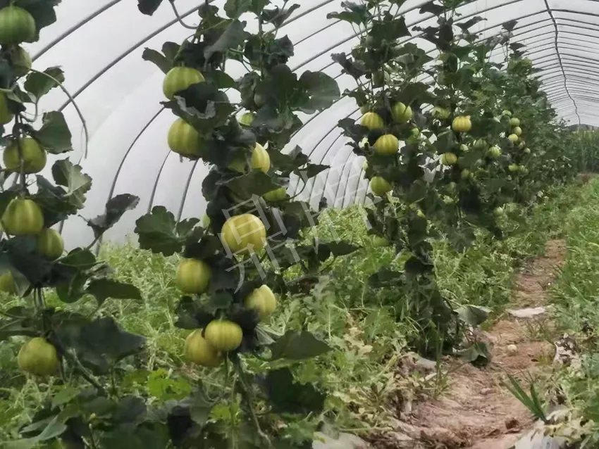 一株坐果15個，6元1斤，好賣得很