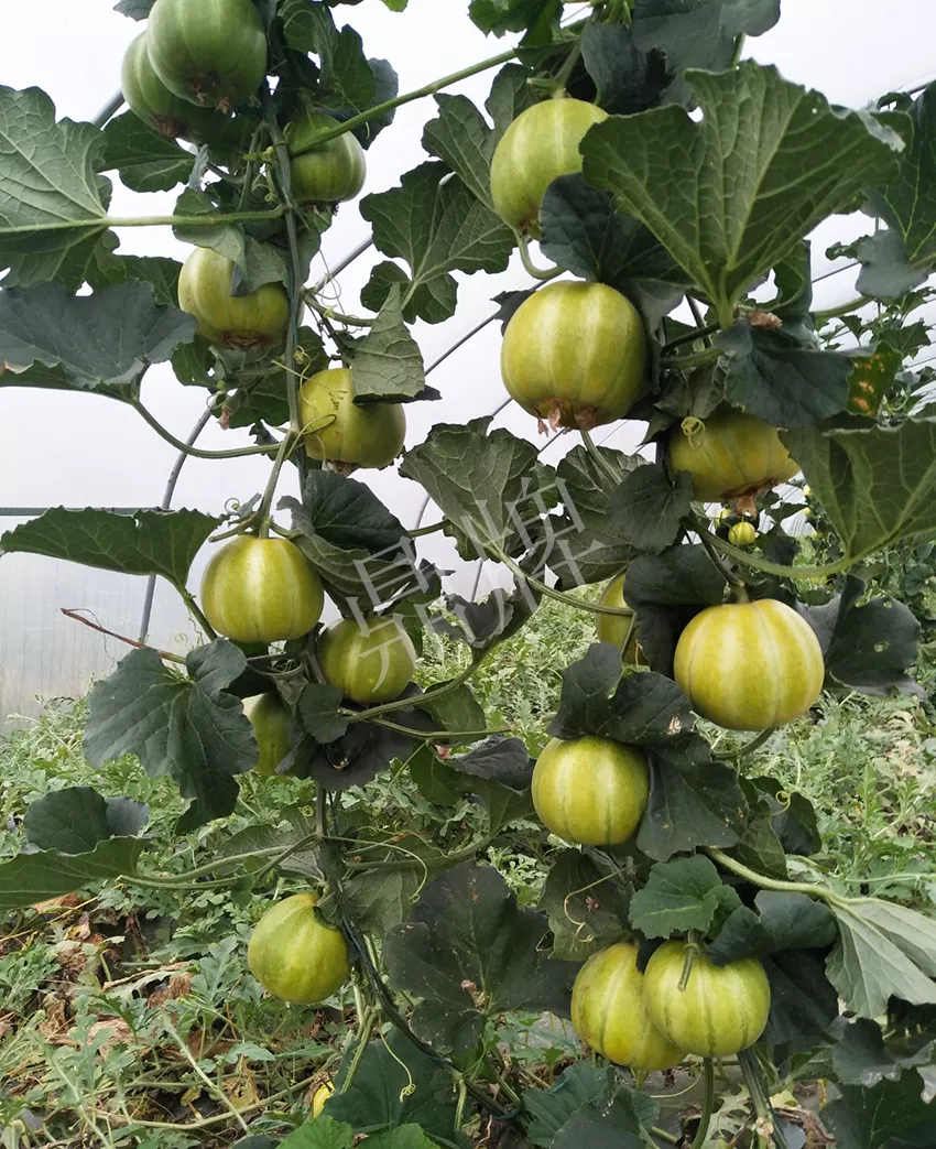 一株坐果15個，6元1斤，好賣得很