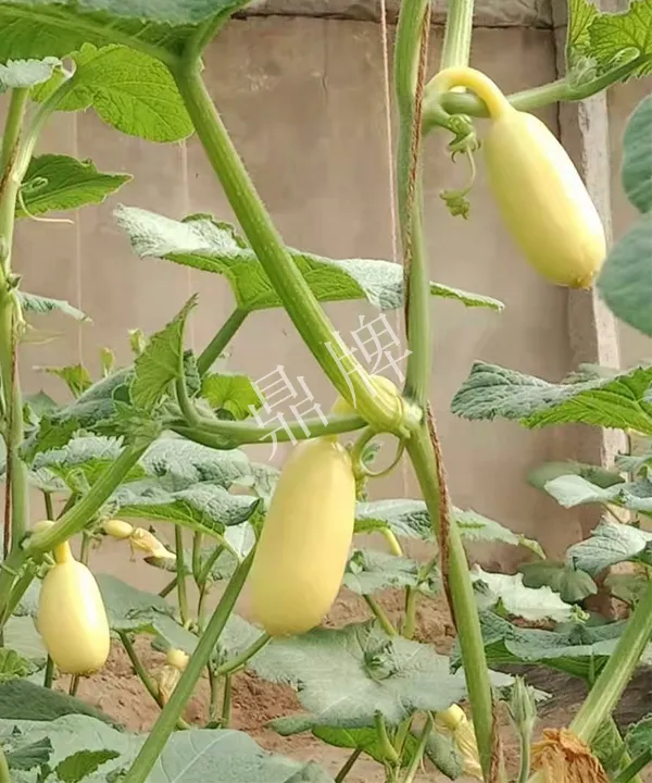 河南3月中旬就上市的“黃金筍瓜”，能買到14元/斤