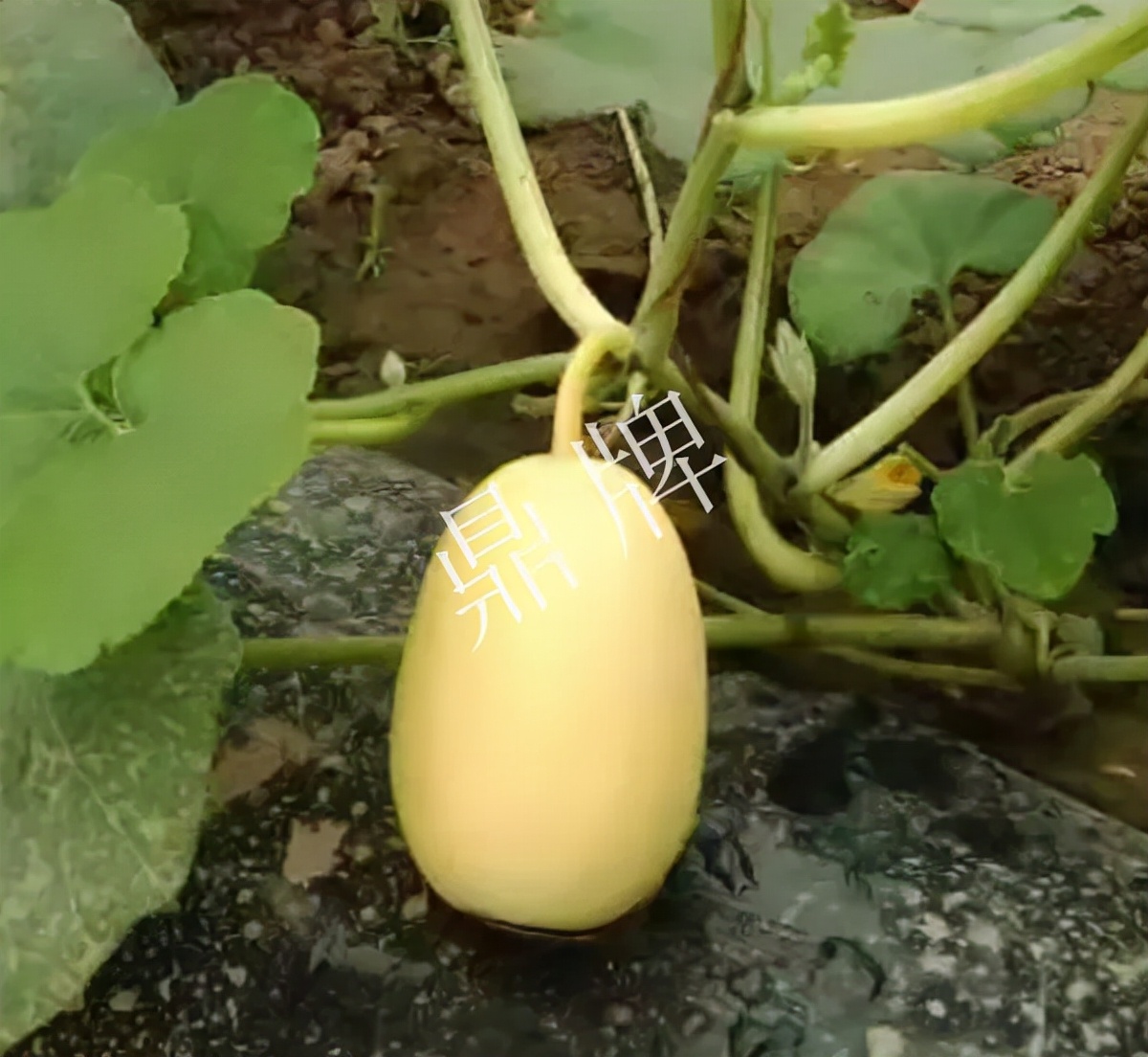 河南3月中旬就上市的“黃金筍瓜”，能買到14元/斤