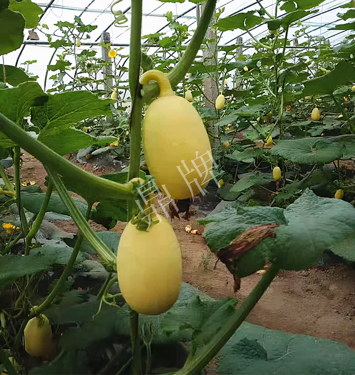 河南3月中旬就上市的“黃金筍瓜”，能買到14元/斤