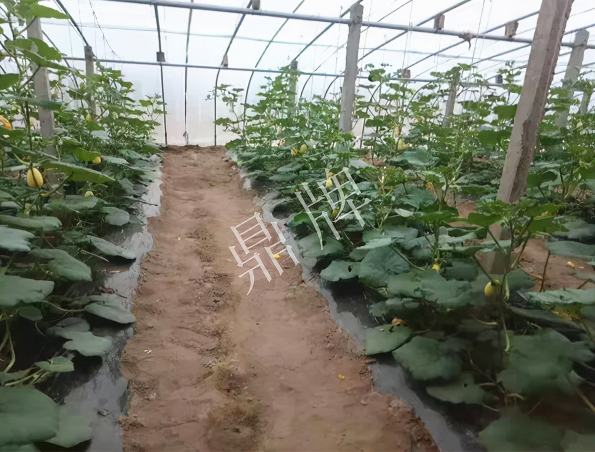 河南3月中旬就上市的“黃金筍瓜”，能買到14元/斤